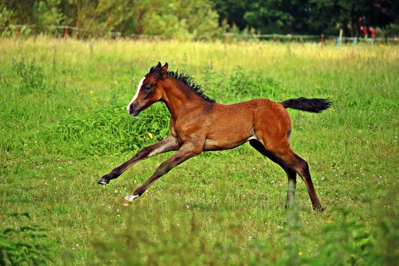 Arabischen Pferd