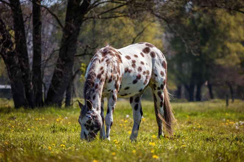 Appaloosa Pferd