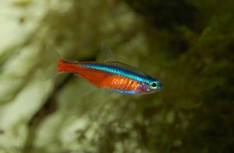 Neon Fisch